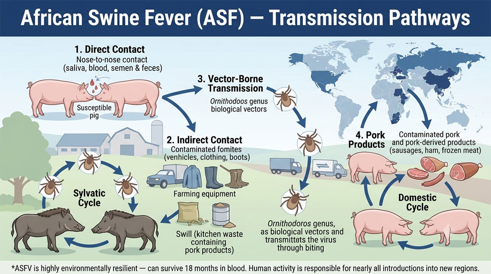 African Swine Fever Virus Antigen Test Cassette
