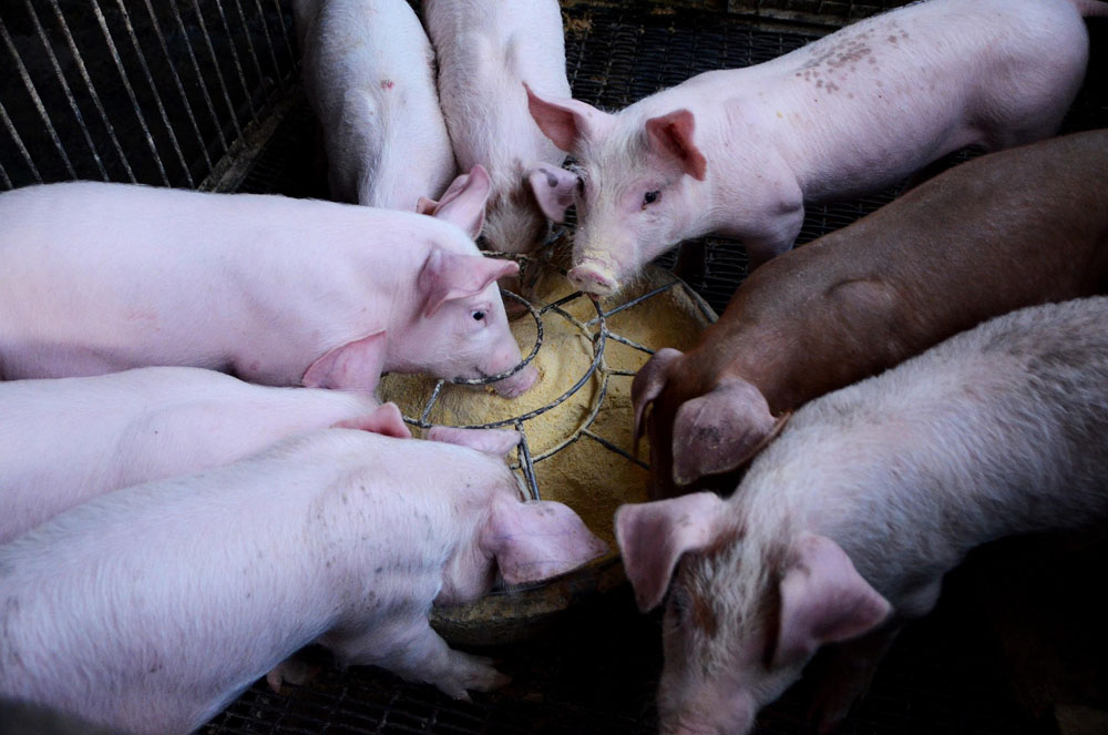 African Swine Fever Virus Antibody Test Cassette